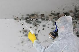 Best Water Damage & Mold Remediation in Taylorvle, IL